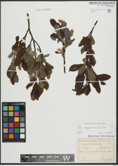 Foto von Salix appendiculata Vill.